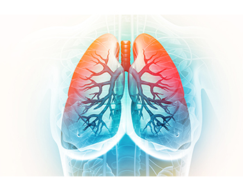Photo of the human respiratory system